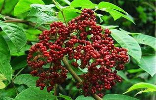 吴茱萸种植在线视频,从播种到收获的在线视频教程