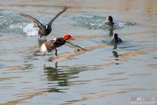 鸡鸭窝在线视频,揭秘养殖技巧与生态养殖新模式